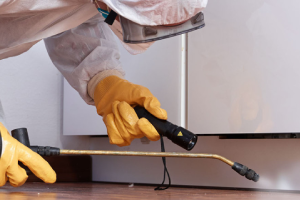 Messie Schädlingsbekämpfung Siegen